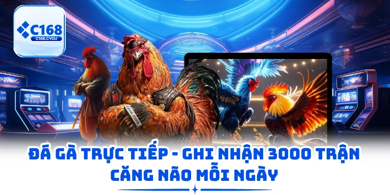 Đá Gà Trực Tiếp - Ghi Nhận 3000 Trận Căng Não Mỗi Ngày