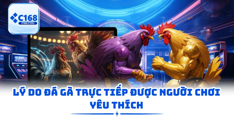 Lý do đá gà trực tiếp được người chơi yêu thích