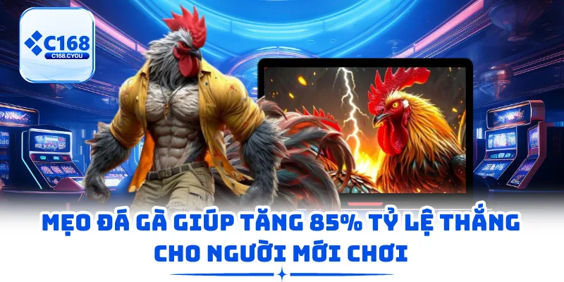 Mẹo Đá Gà Giúp Tăng 85% Tỷ Lệ Thắng Cho Người Mới Chơi